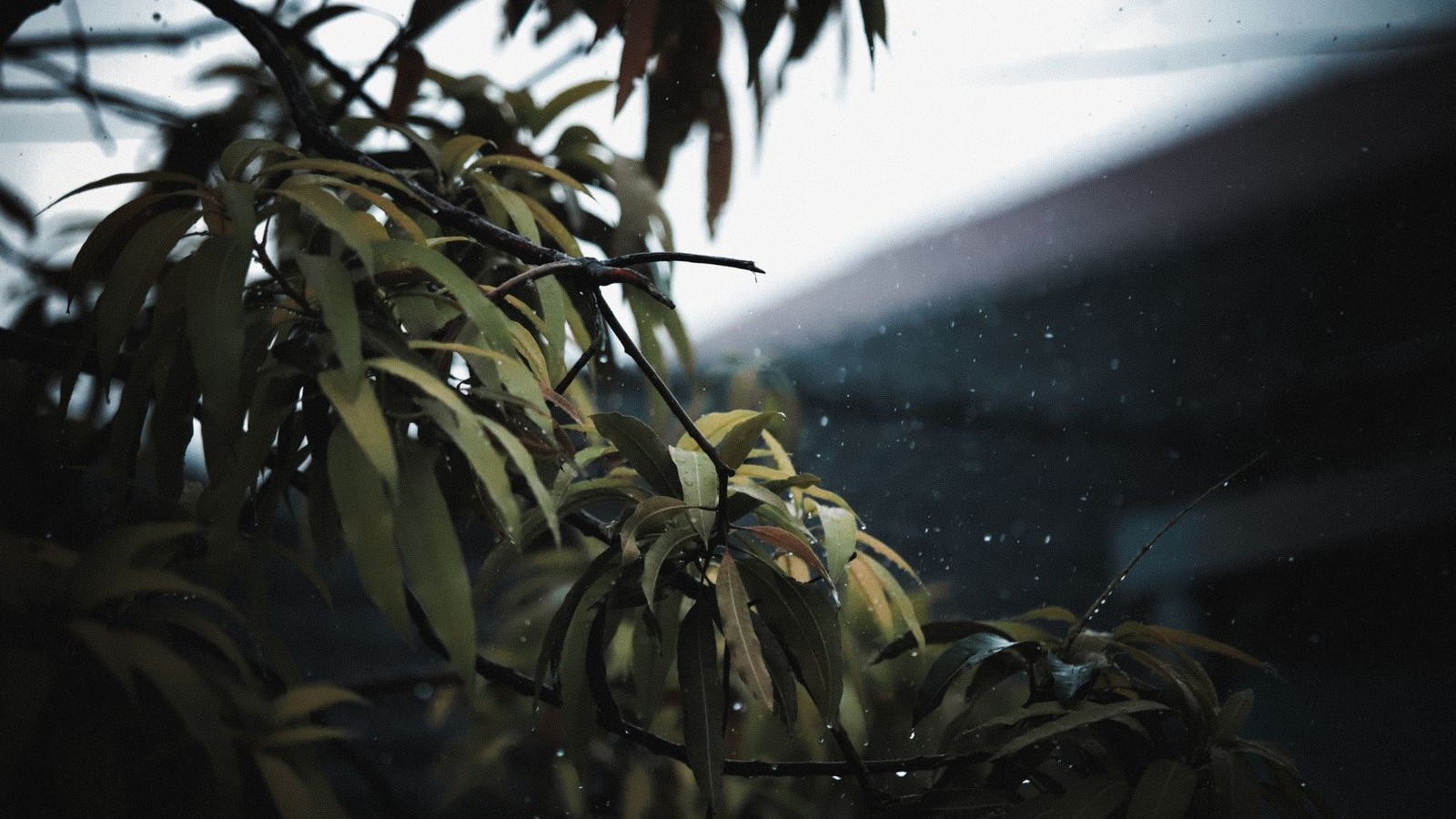 Rain-soaked tree branches and leaves during a storm